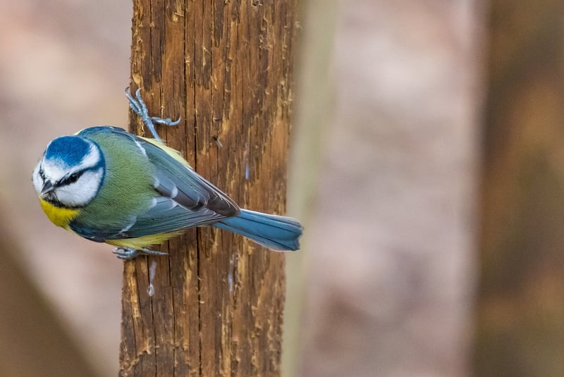 Small-space Gardening